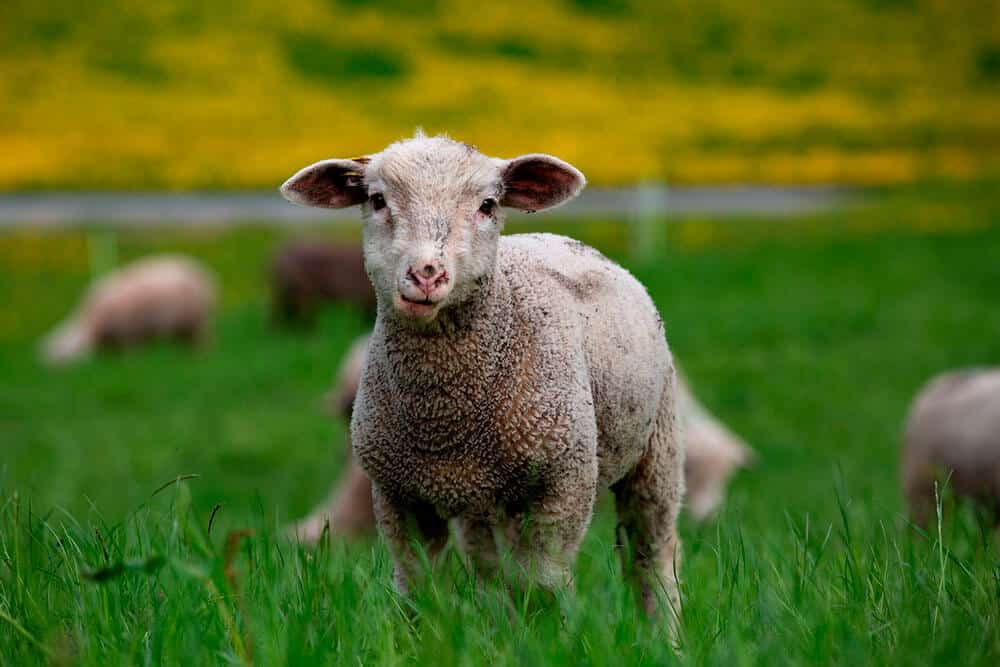BICO Schweizer Alpenschaf