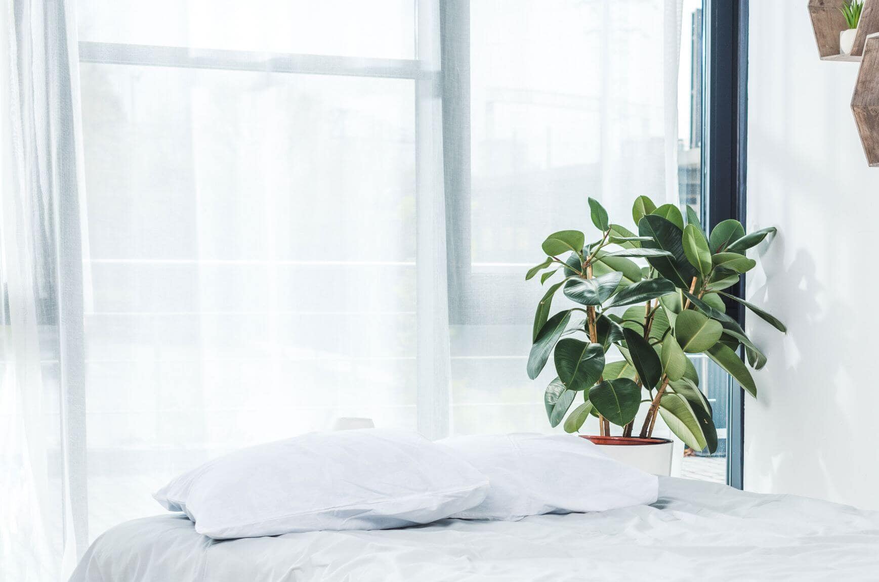 BICO über das Einrichten des Schlafzimmers mit Pflanzen